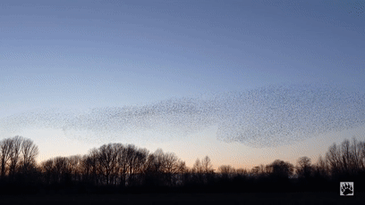 鸟群2.gif