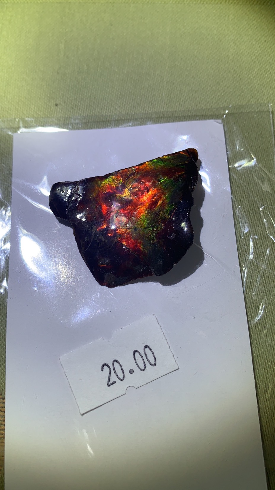Ammolite_Nov 25 2022_IMG_3850.JPG