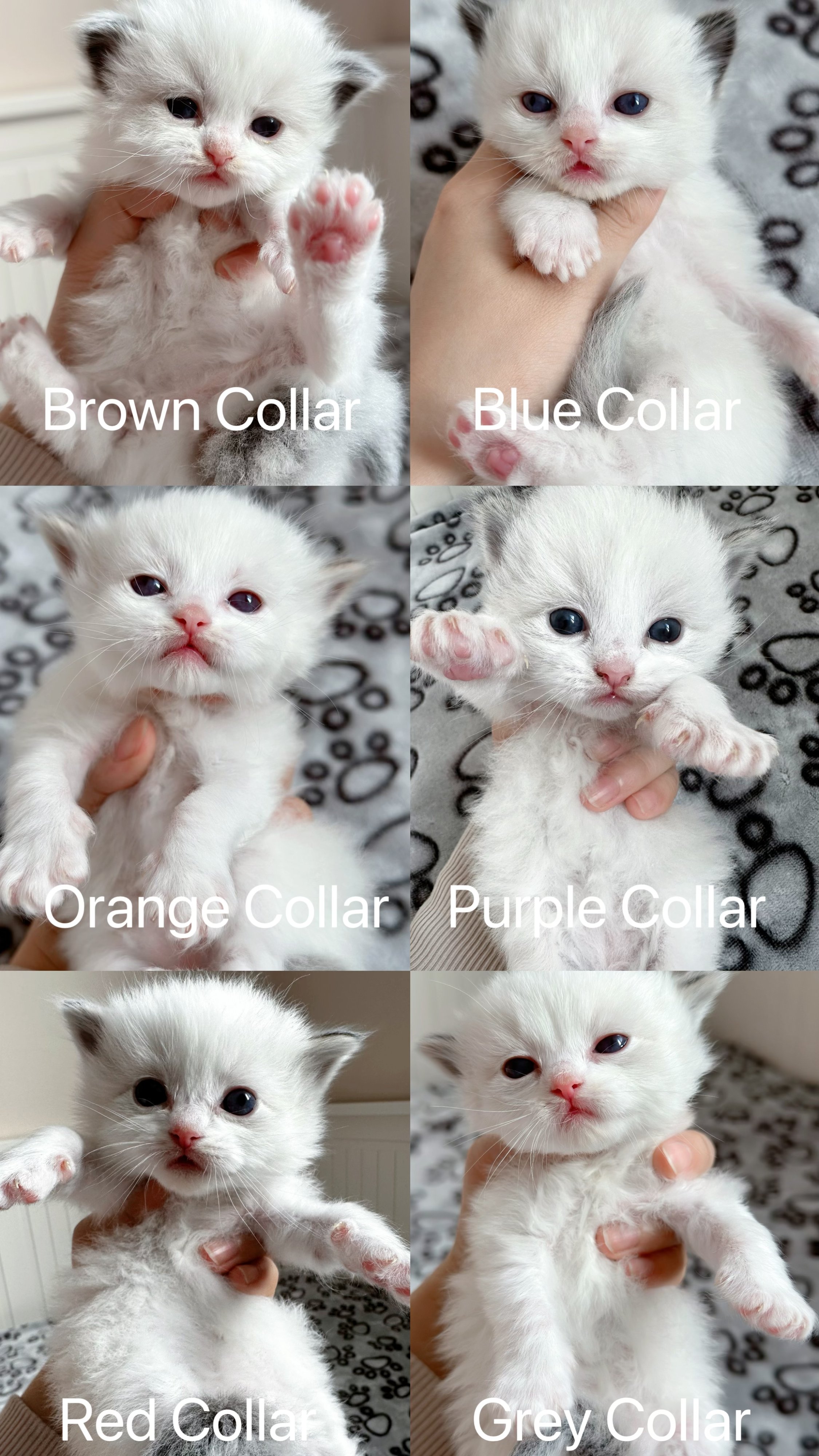 kitten.jpg