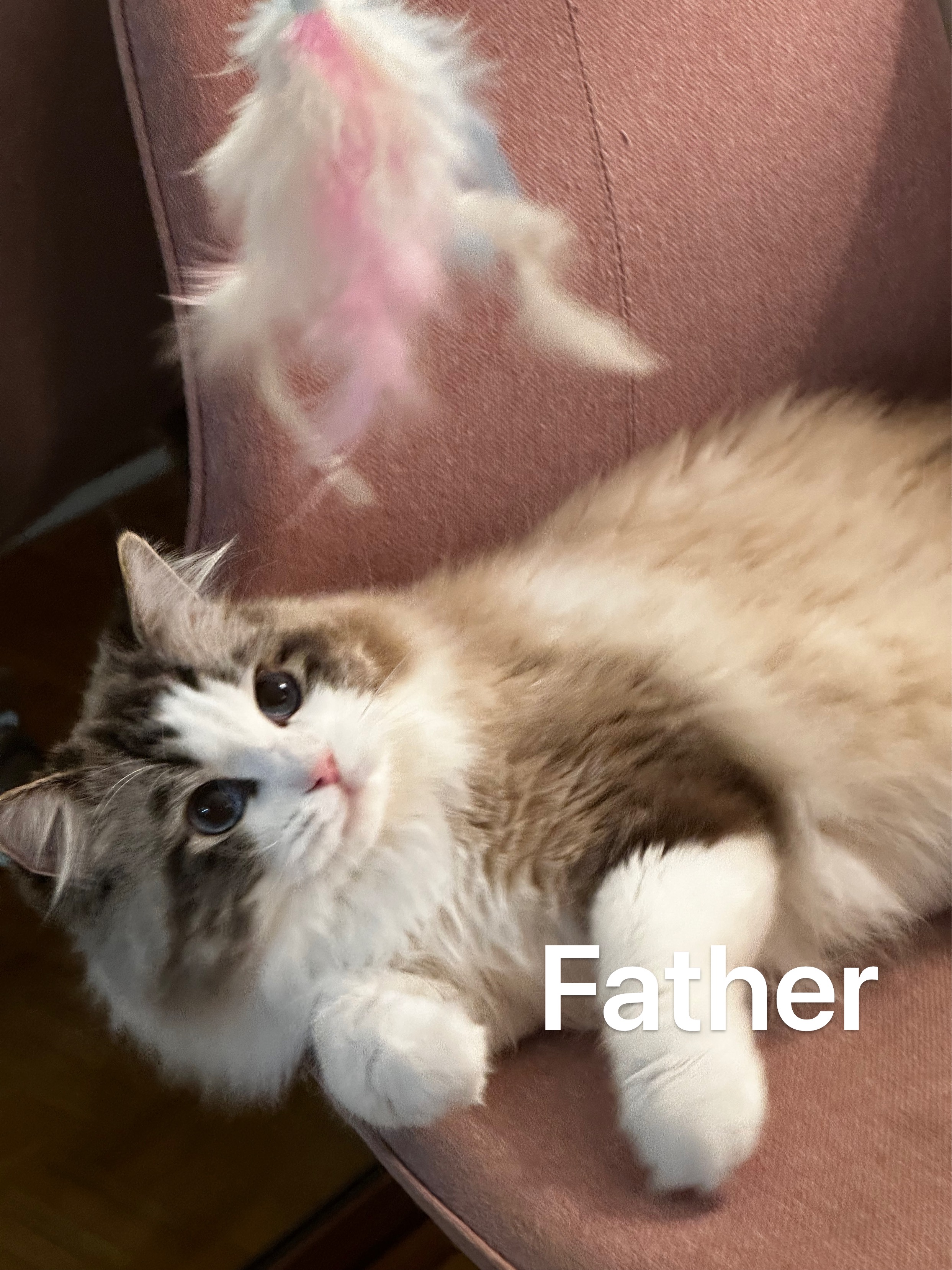 father2.jpg