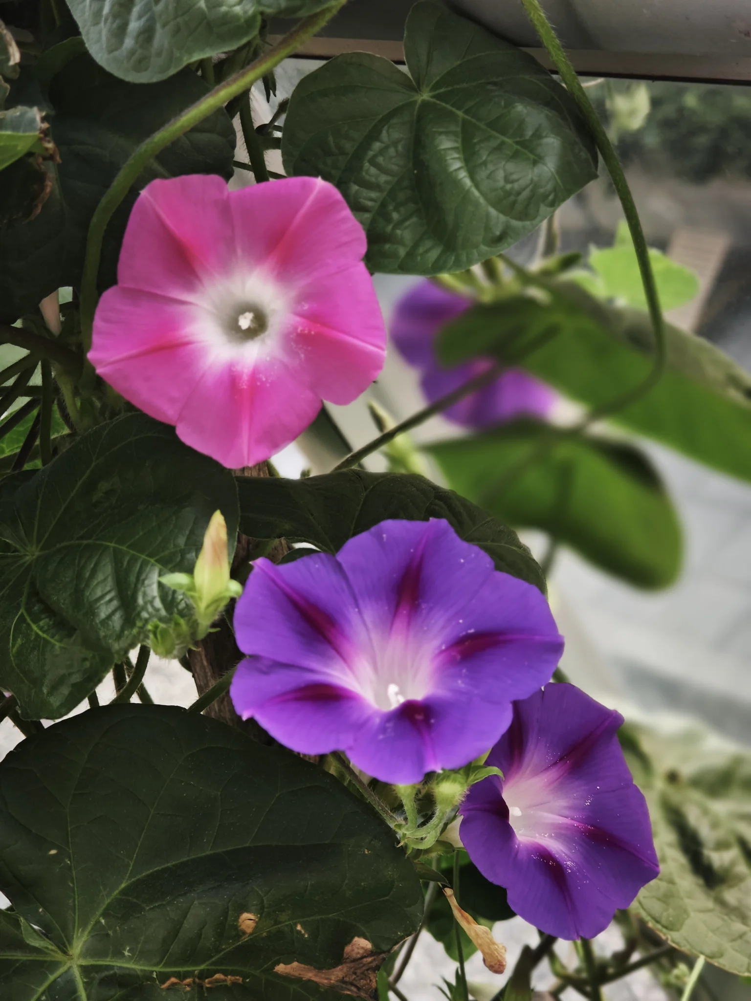 IMG_20250807_065554.webp