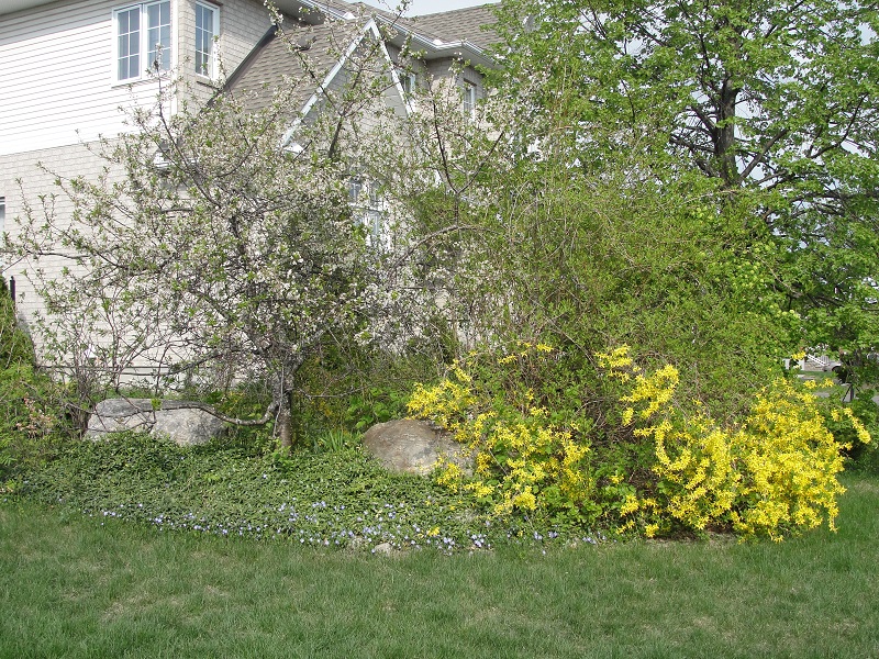 Front yard2_1_CFC.jpg