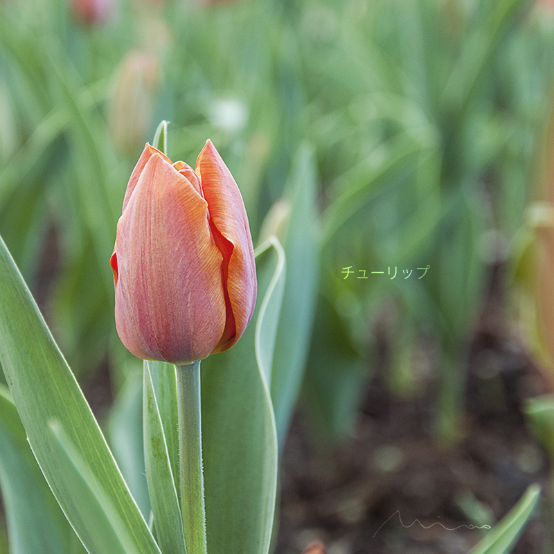 DSC_9946.jpg
