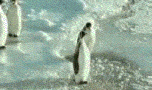 penguin-1.gif