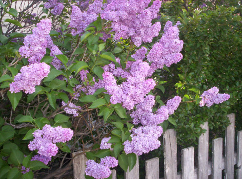 lilacs.jpg