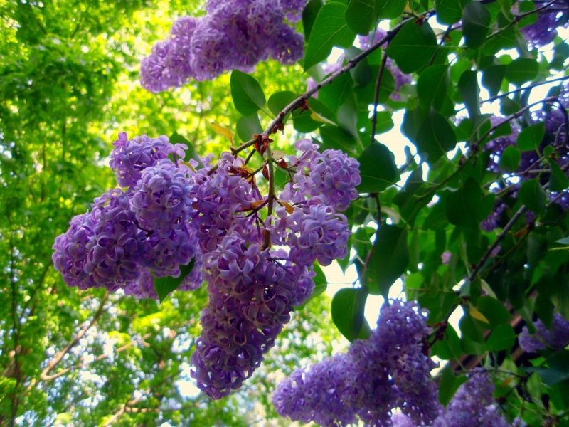 lilac-bush.jpg