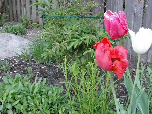 Tulip2_CFC6.JPG