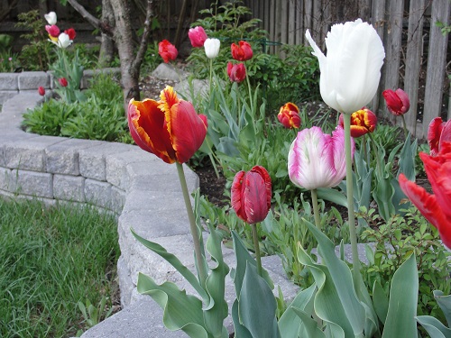 Tulip1_CFC7.JPG