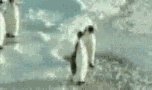 penguin-2.gif