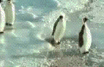 penguin-4.gif