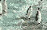 penguin-5.gif