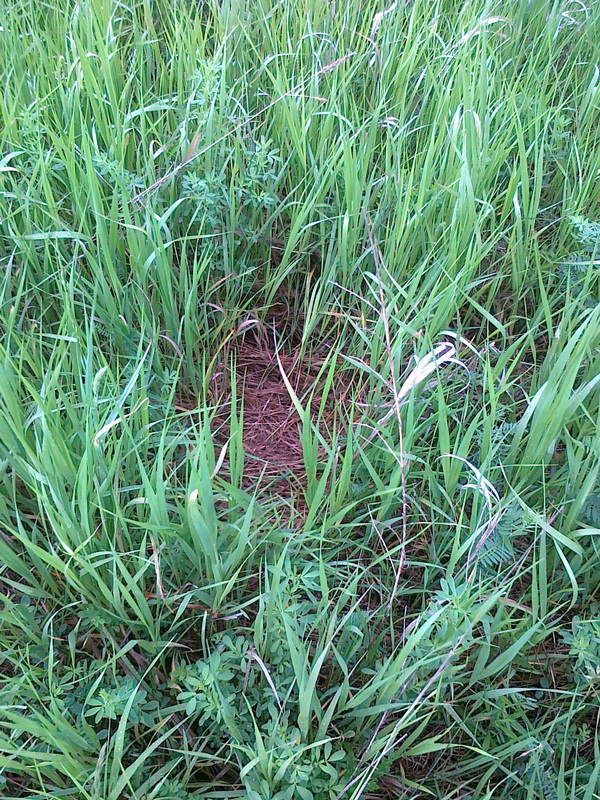 20130602106.jpg