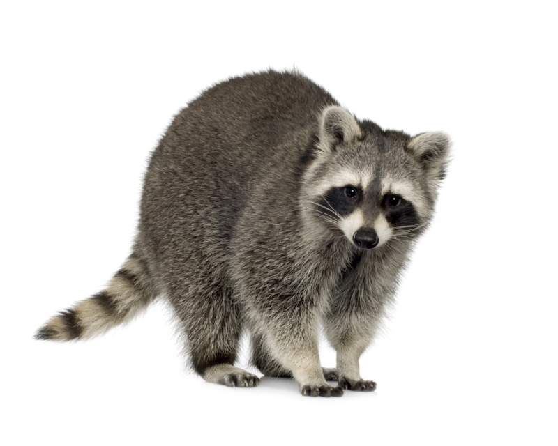 17322_Raccoon.JPG