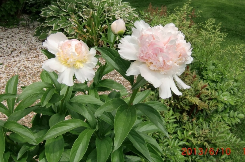 20130613 011.JPG