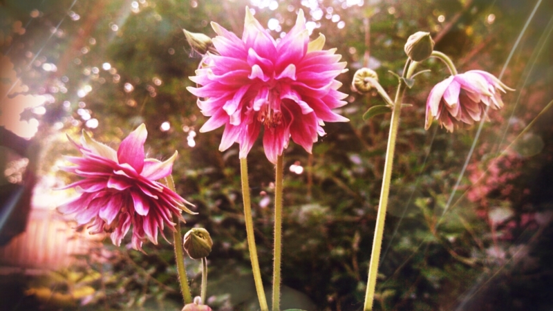 PicsArt_1372012543445.jpg