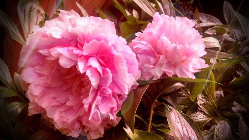IMG_20130624_102103.jpg