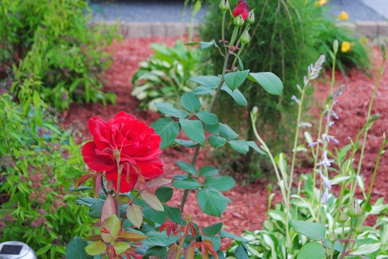 DSC_0244.JPG