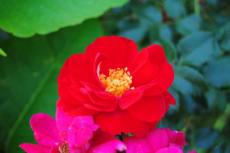 DSC_0229.JPG