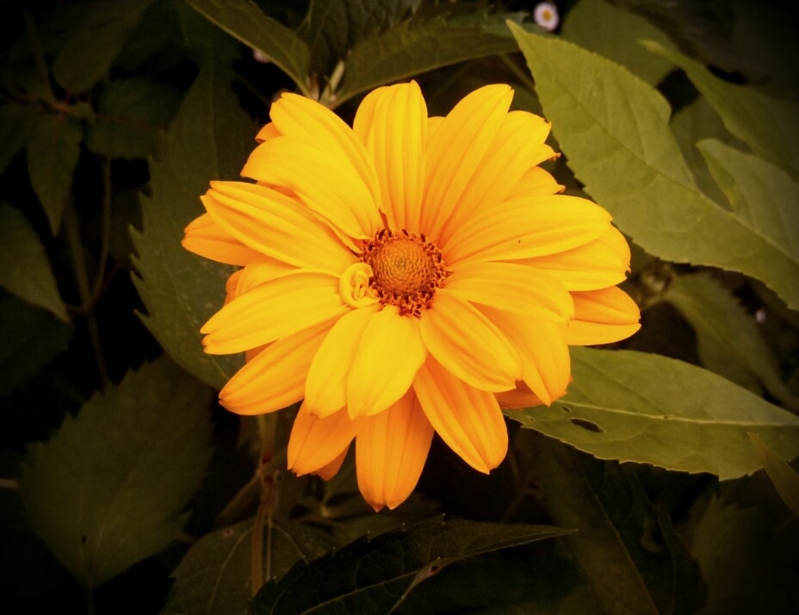 IMG_20130706_162932.jpg