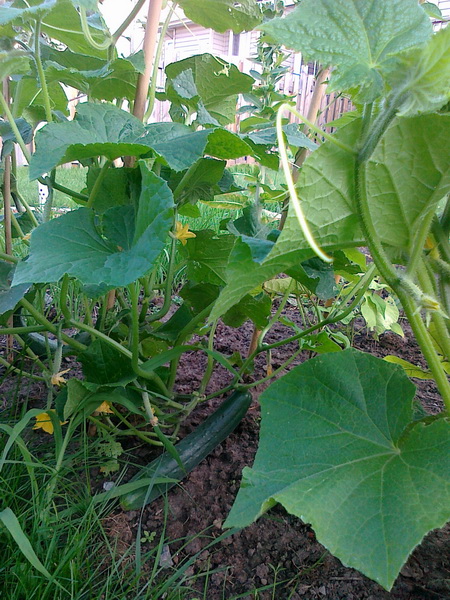 20130716174_调整大小.jpg