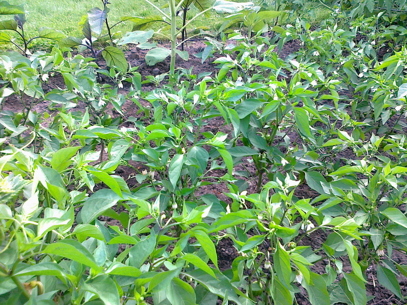 20130716175_调整大小.jpg