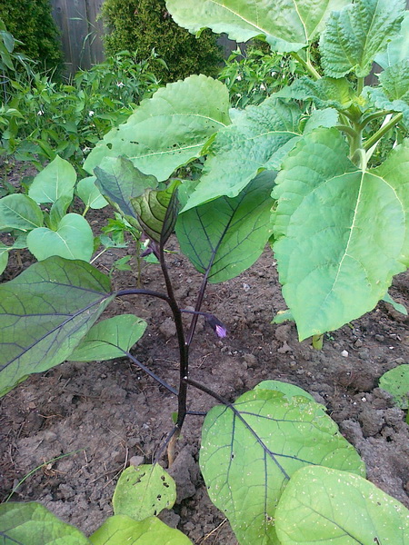 20130716177_调整大小.jpg