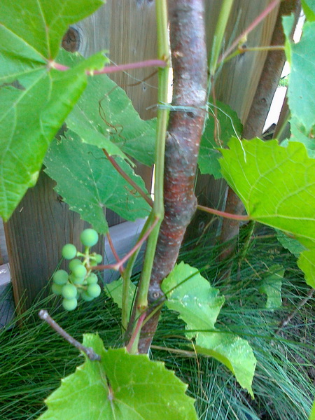 20130716183_调整大小.jpg