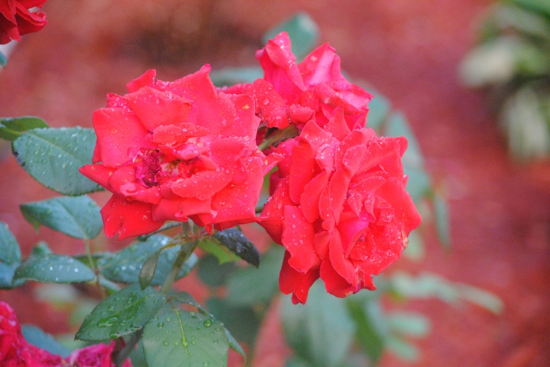DSC_0133.JPG