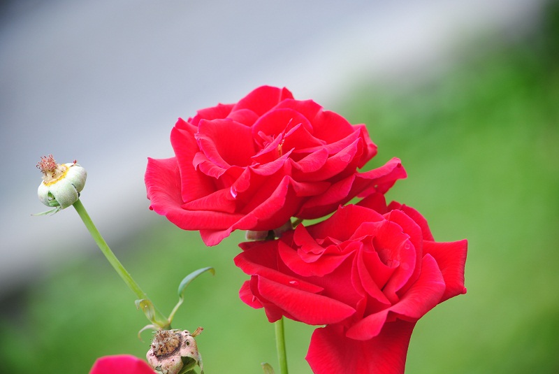 DSC_0112.JPG