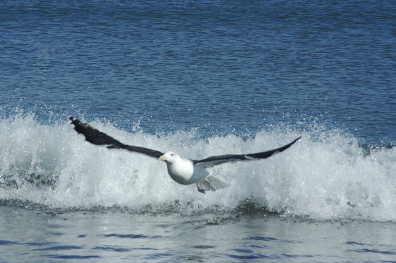 seagull-flying.jpg