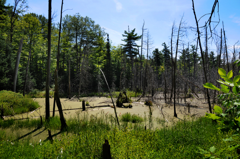 DSC_1485.jpg
