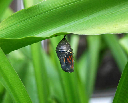 bufferfly chysalis.png