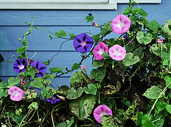 250px-MorningGlories-Tonsofem.jpg