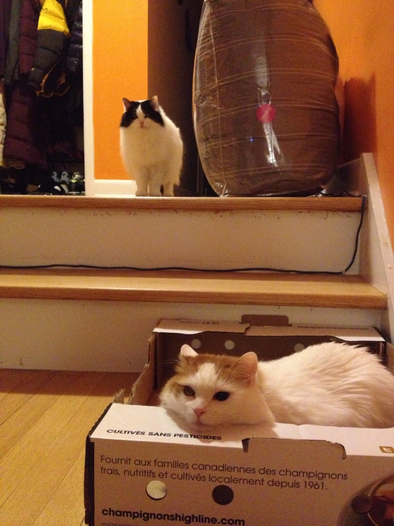 cats.jpg