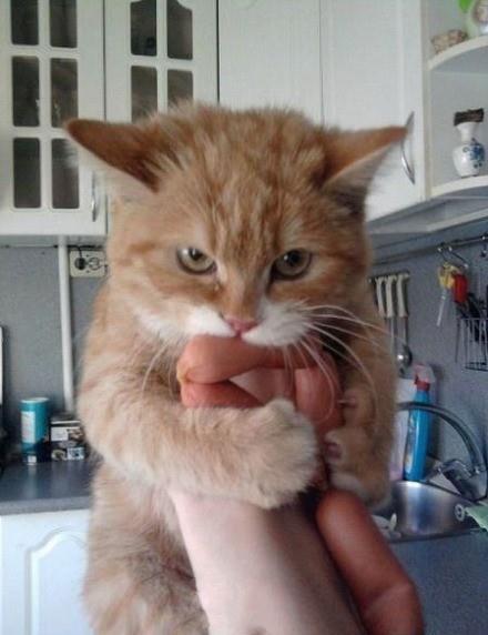cheese sausage.jpg