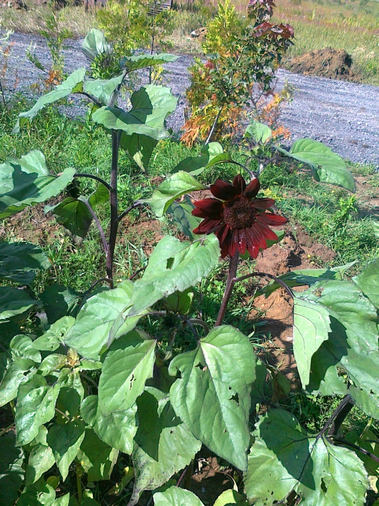 20130808243.jpg