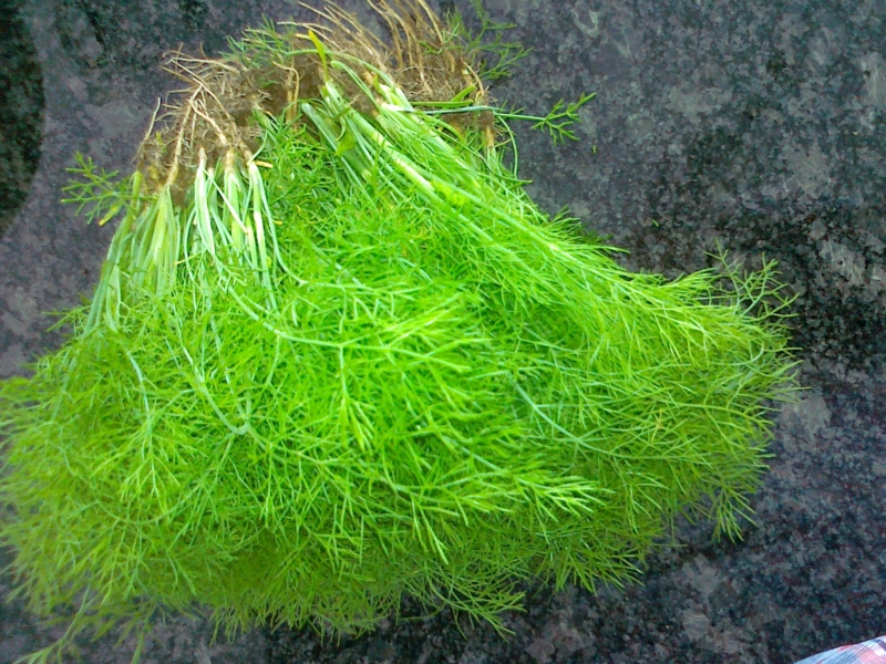 20130808245.jpg