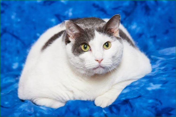 cat01.JPG