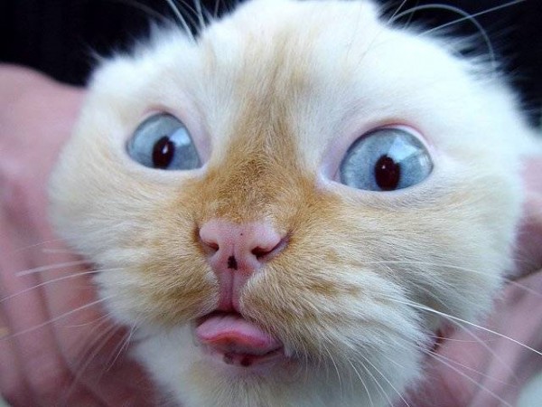 SillyCat-600x450.jpg