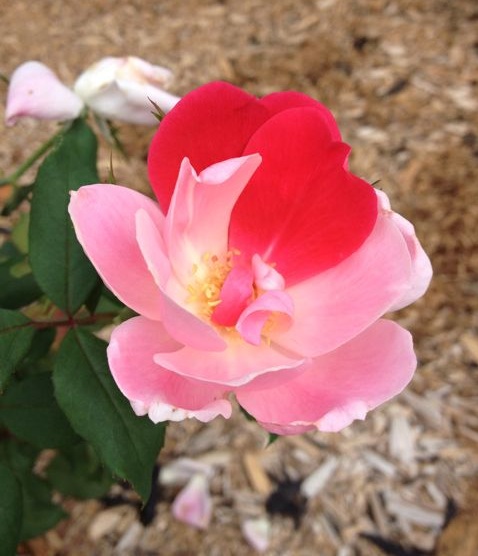 rose0830.jpg