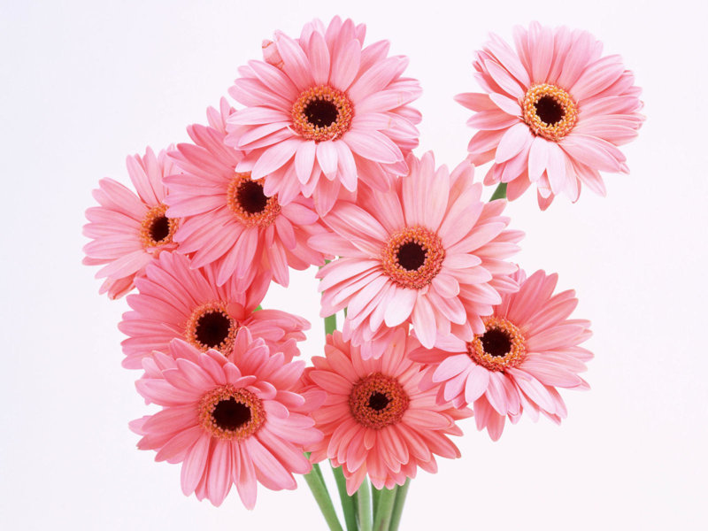 Flowers_wallpapers_HD_desktop_Beautiful_back_grounds_.jpg