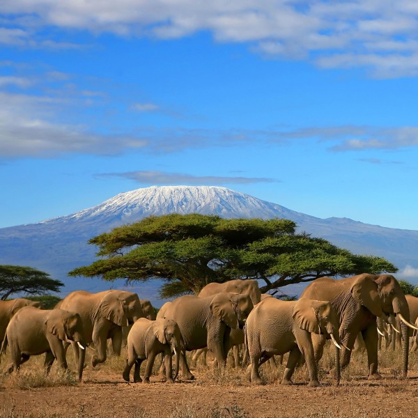 Mount-Kilimanjaro-And-Elephant-Herd-Kenya-600x600.jpg