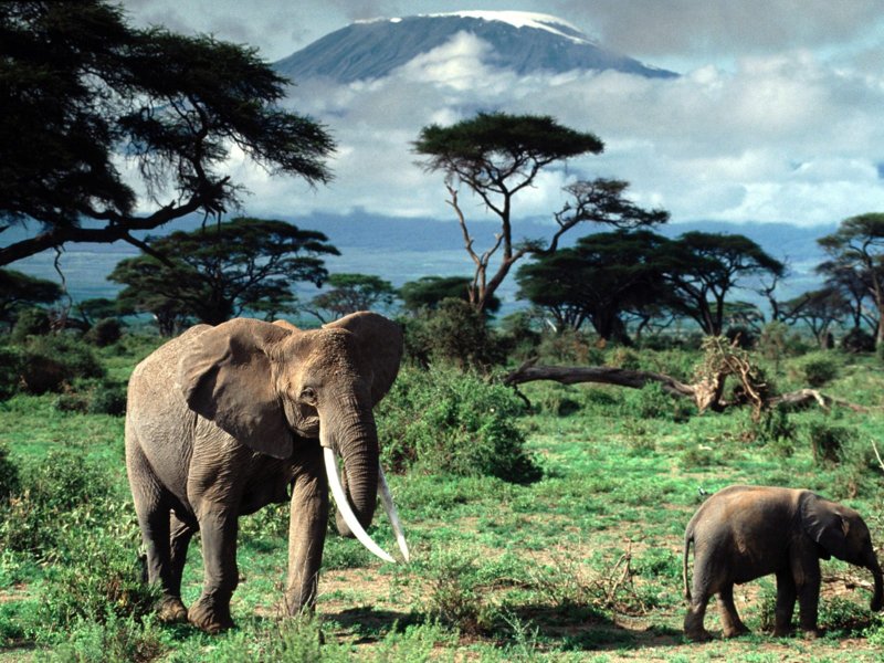 Kilimanjaro-Wallpaper.jpg