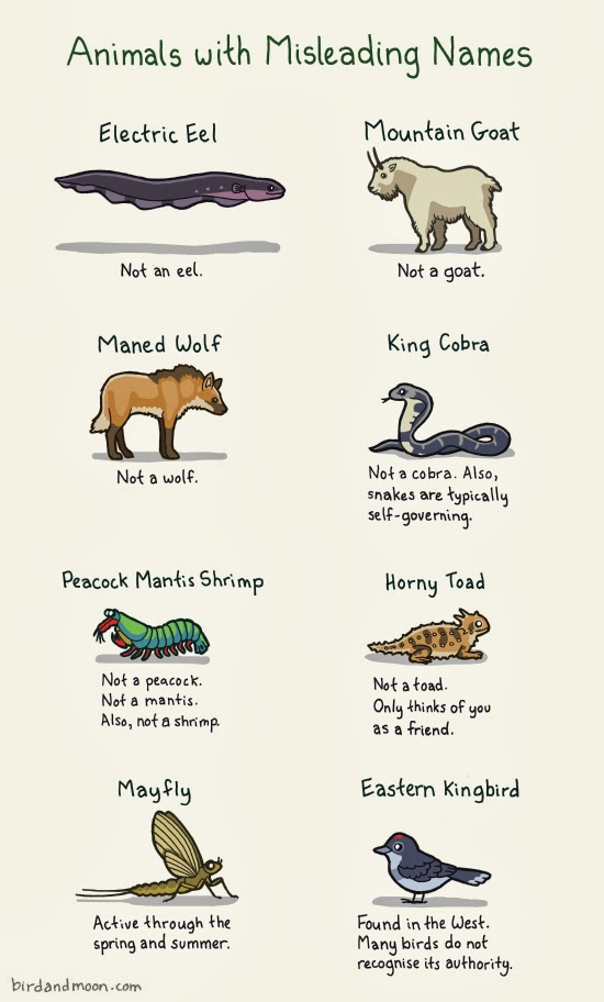 misleadinganimalnames.jpg