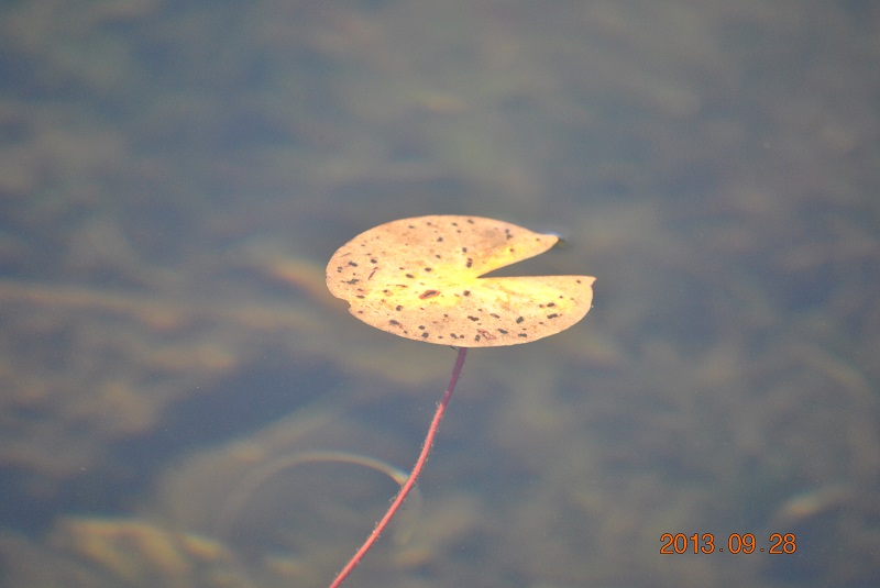 DSC_0063.JPG