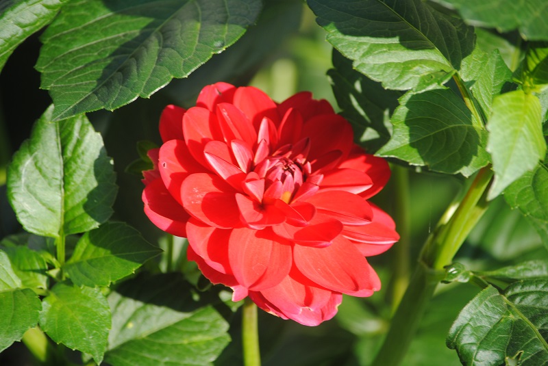 DSC_0018.JPG