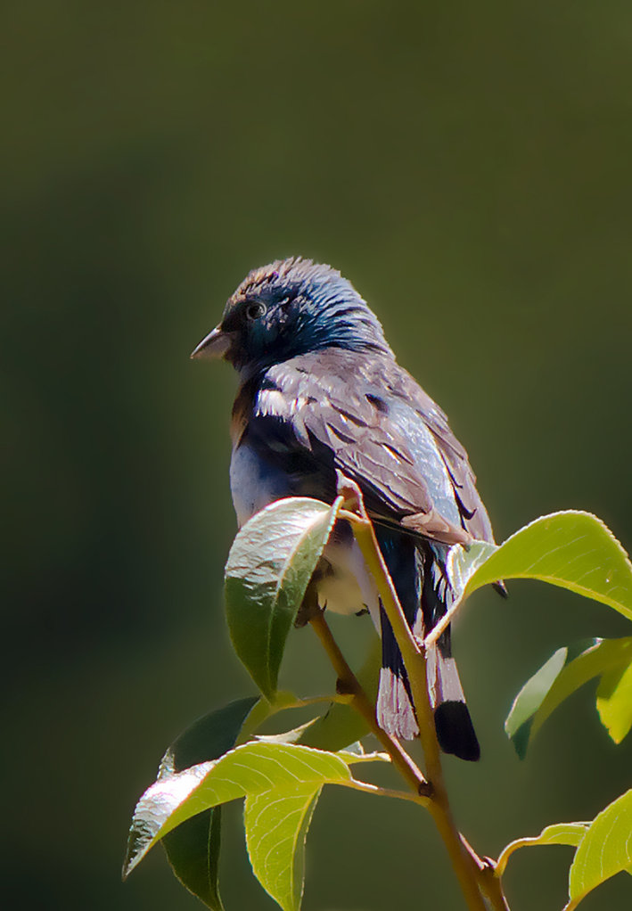 bluebird-at-bullfrog-pond.jpg