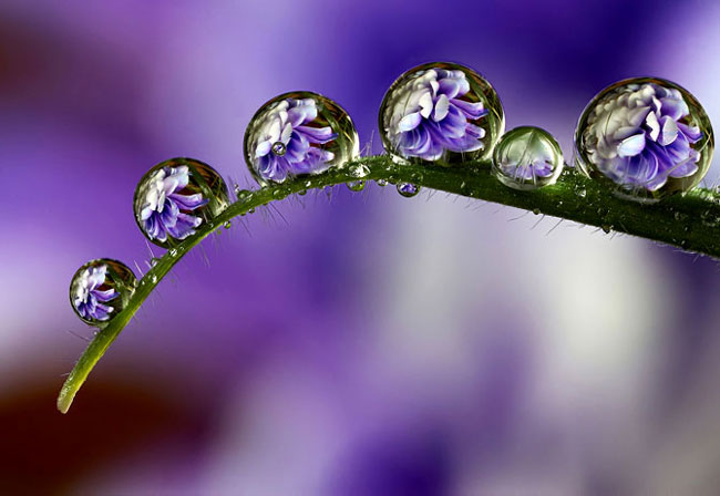 dew-drop-1.jpg