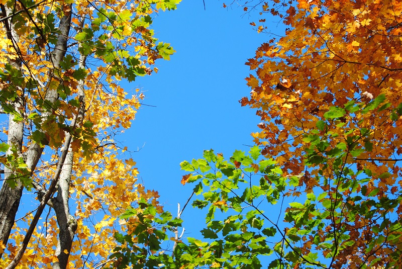 DSC_0099.JPG