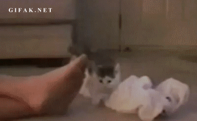 catsniff.gif
